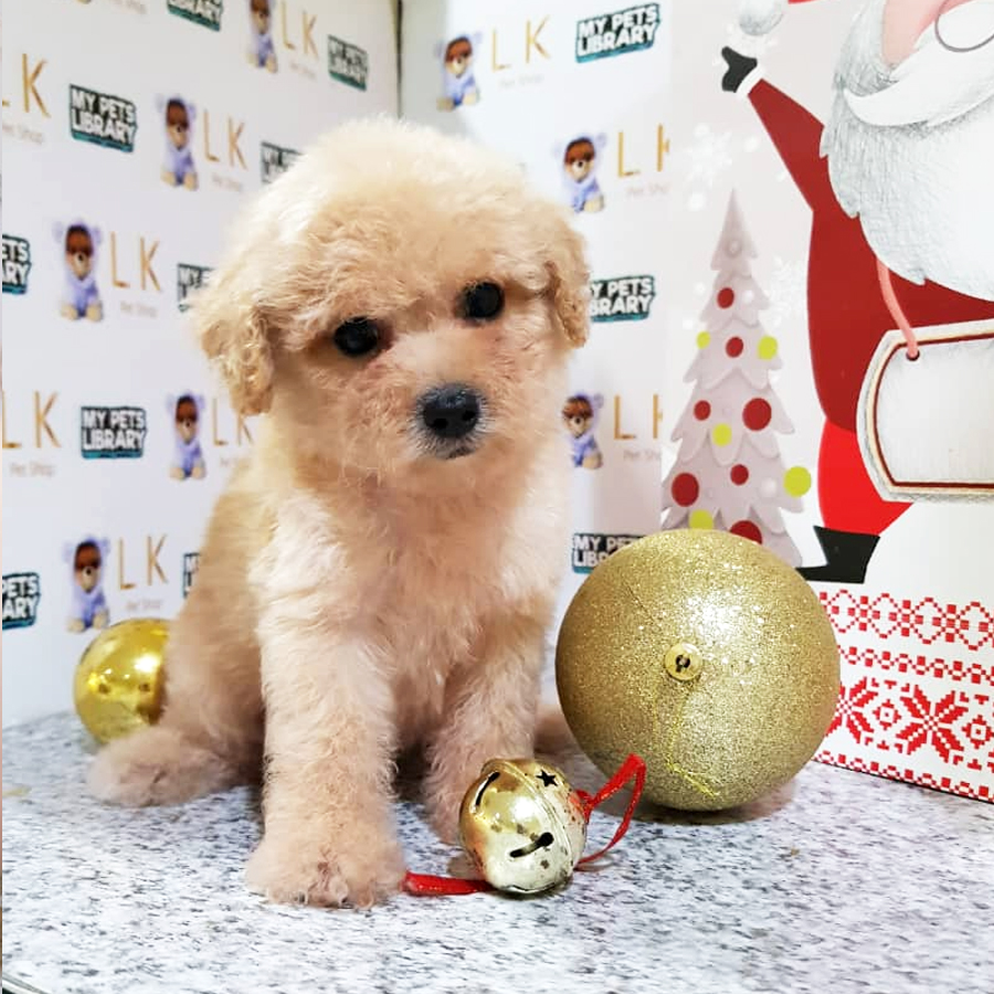 Toy Poodle Puppy (Female) For Sale