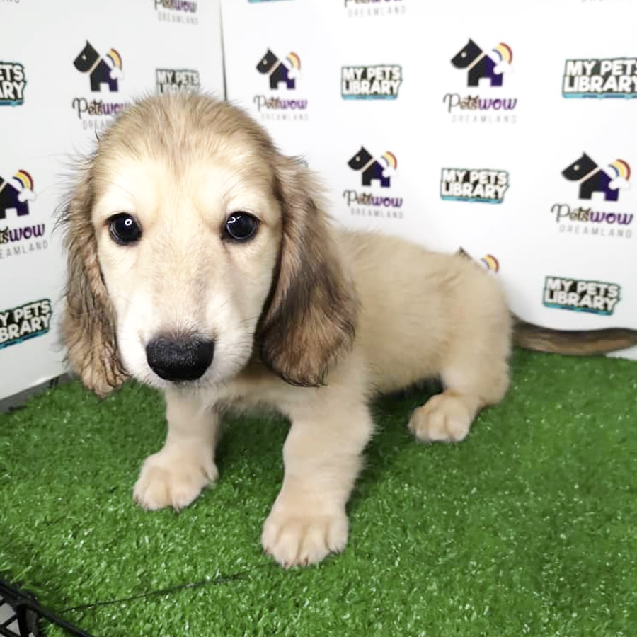 Long Coat Dachshund Puppy For Sale