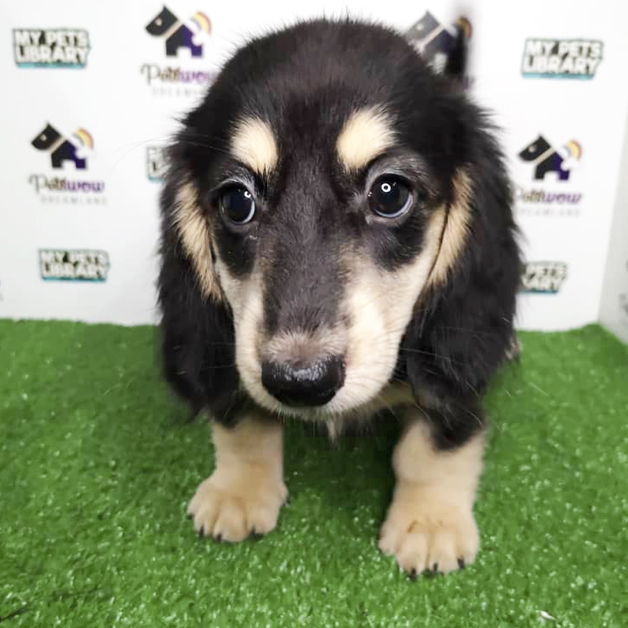 Long Coat Dachshund Puppy For Sale