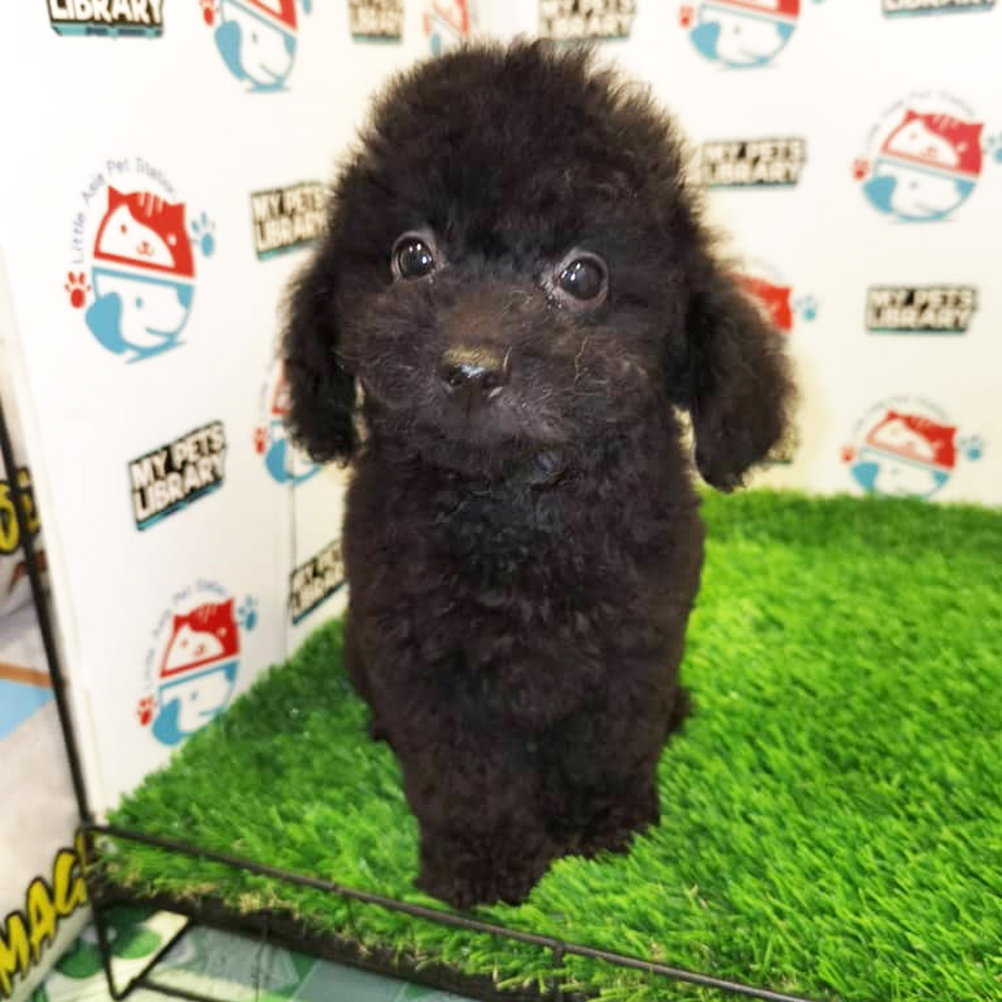 Toy Poodle Puppy (Female) For Sale