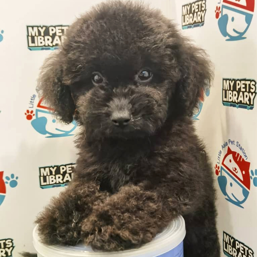 Toy Poodle Puppy (Male) For Sale
