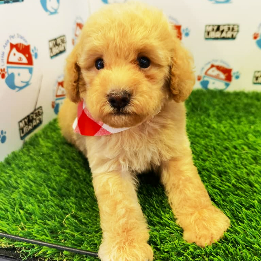 Toy Poodle Puppy (Male) For Sale
