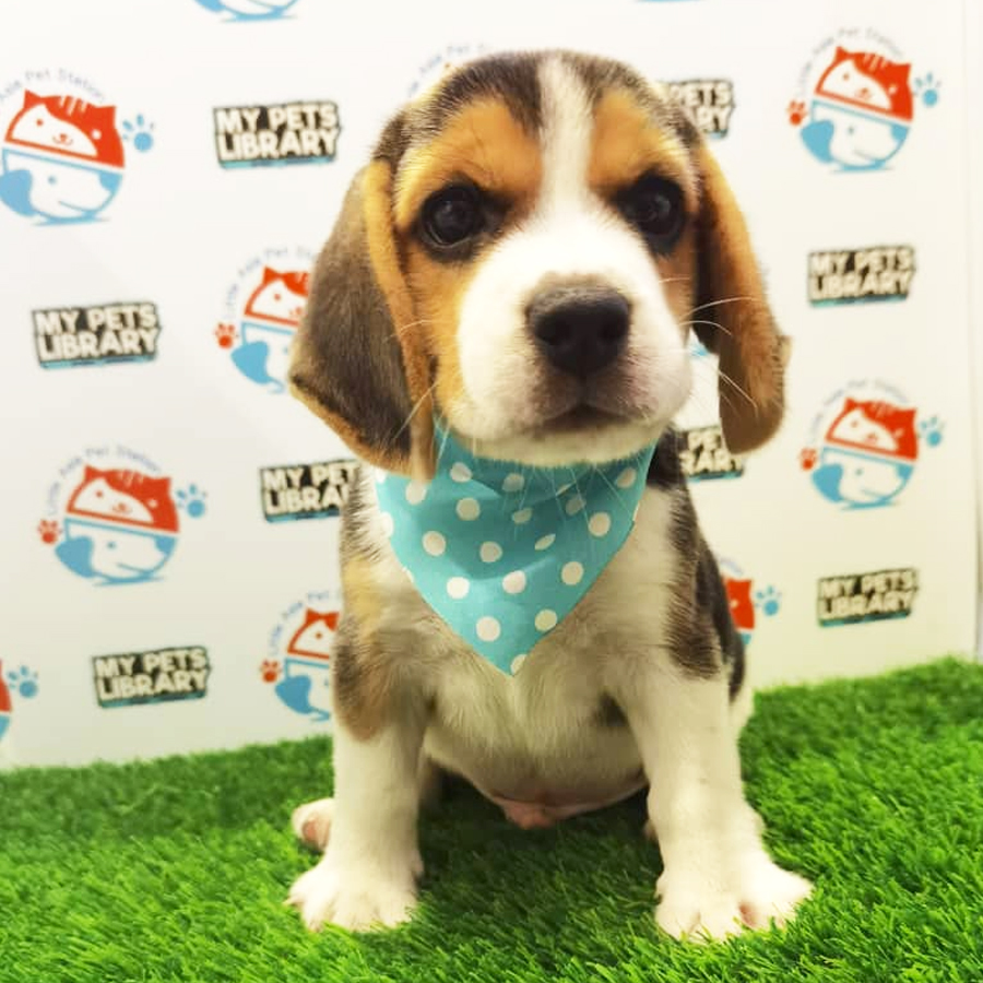 Beagle Puppy (Male) For Sale