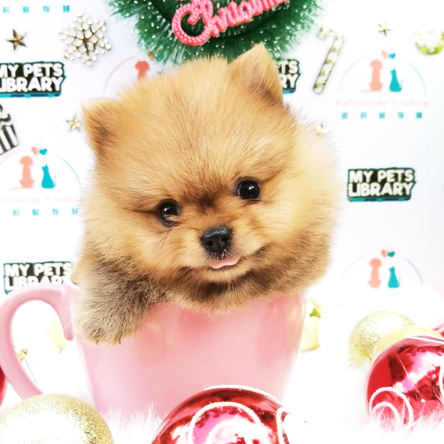 Pomeranian Puppy (Male) For Sale
