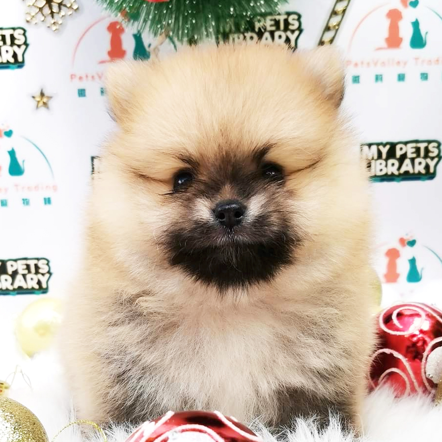 Pomeranian Puppy (Male) For Sale