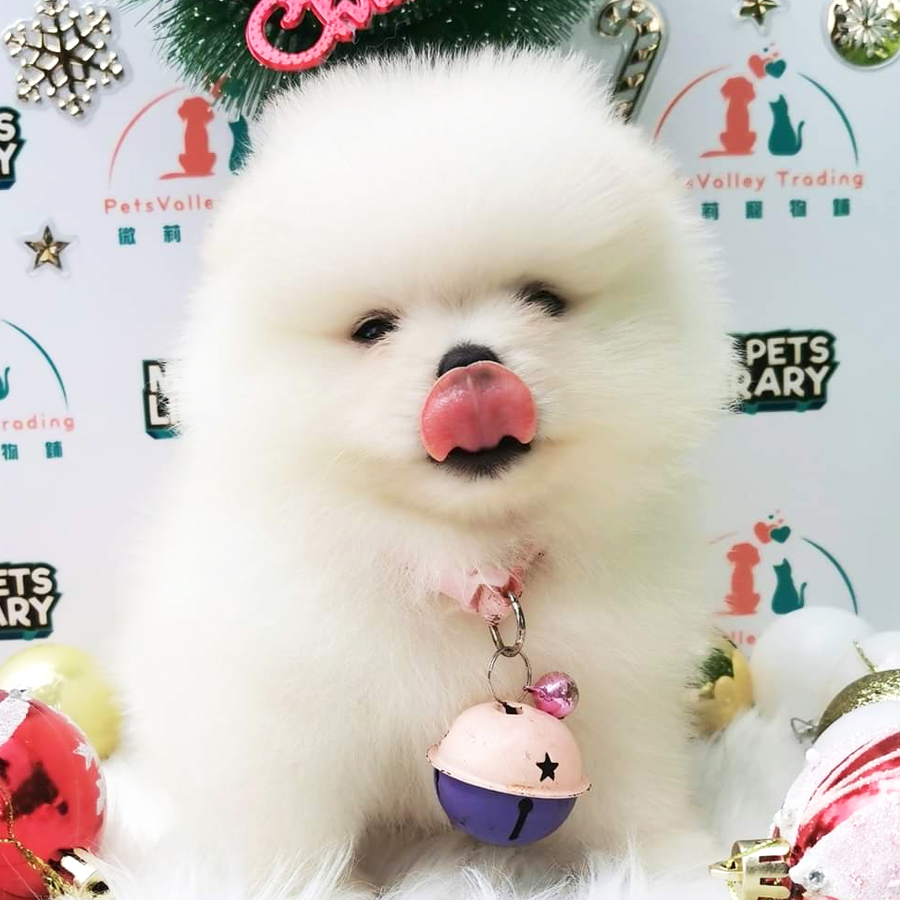 Pomeranian Puppy (Female) For Sale