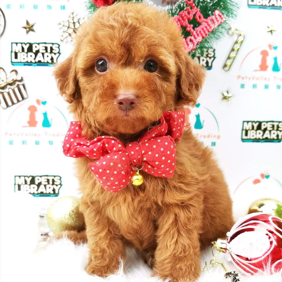 Toy Poodle Puppy (Female) For Sale
