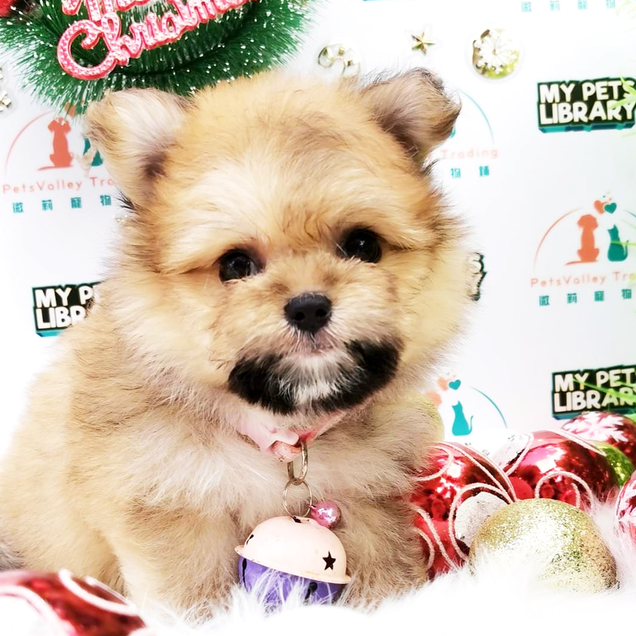 Pomeranian Mix Maltese Puppy For Sale