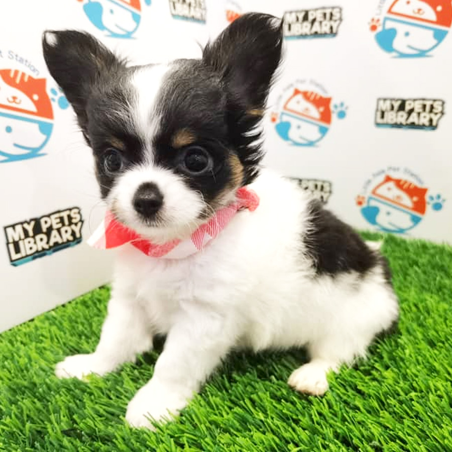Chihuahua Puppy For Sale