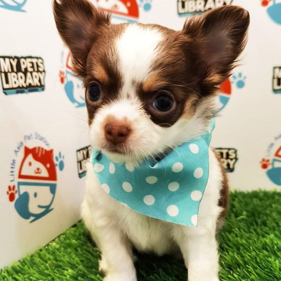 Chihuahua Puppy For Sale