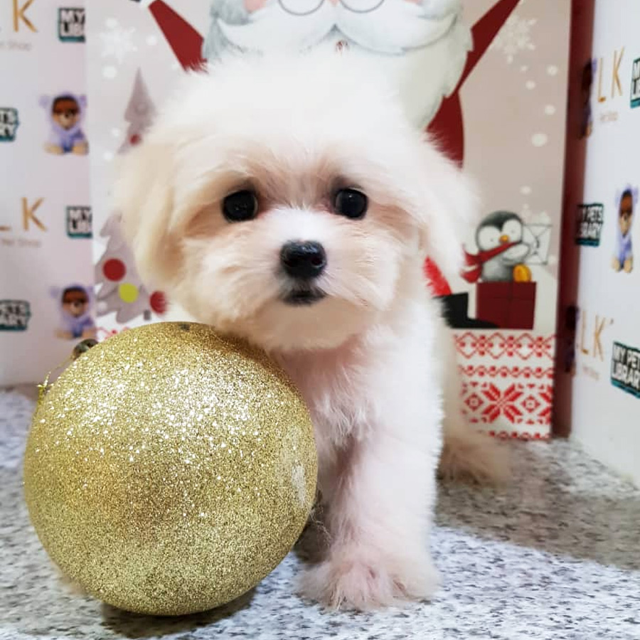 Maltese Puppy (Female) For Sale