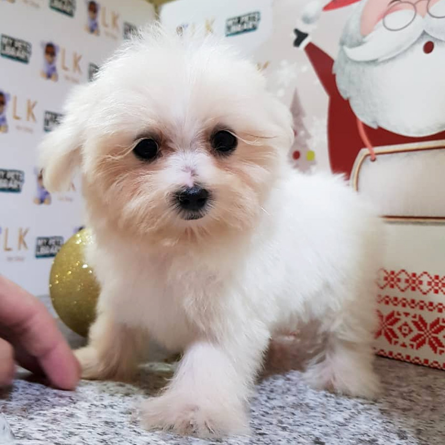 Maltese Puppy (Female) For Sale