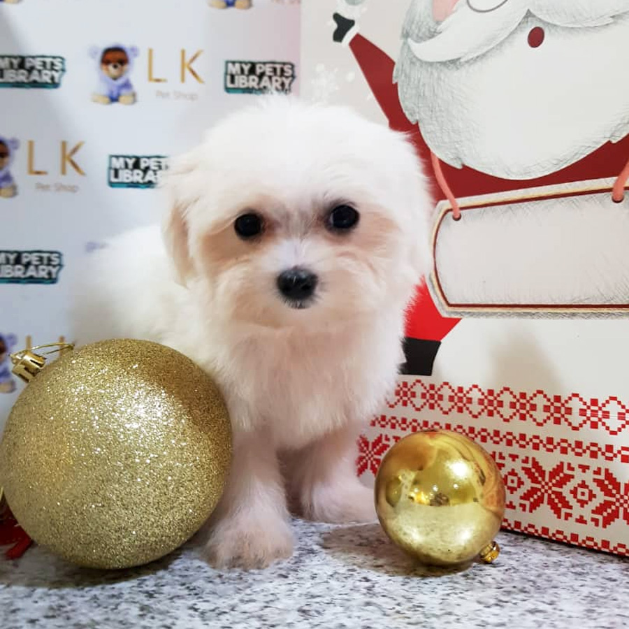 Maltese Puppy (Female) For Sale
