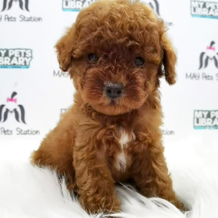 Toy Poodle Puppy (Male) For Sale