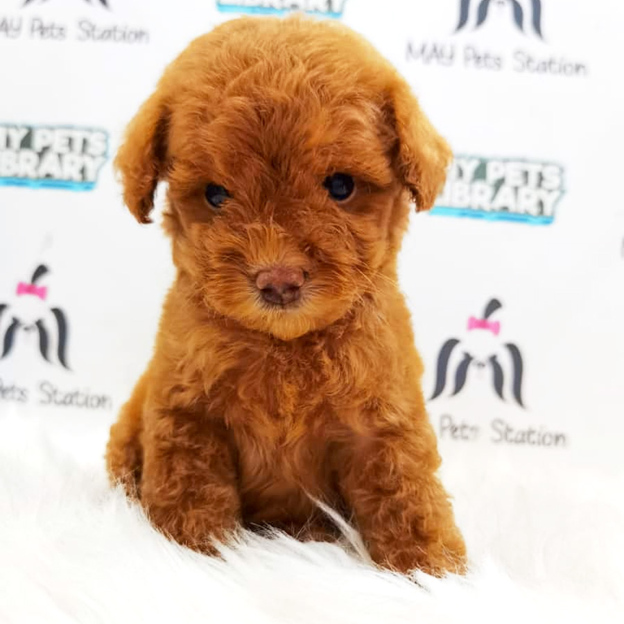 Toy Poodle Puppy (Male) For Sale