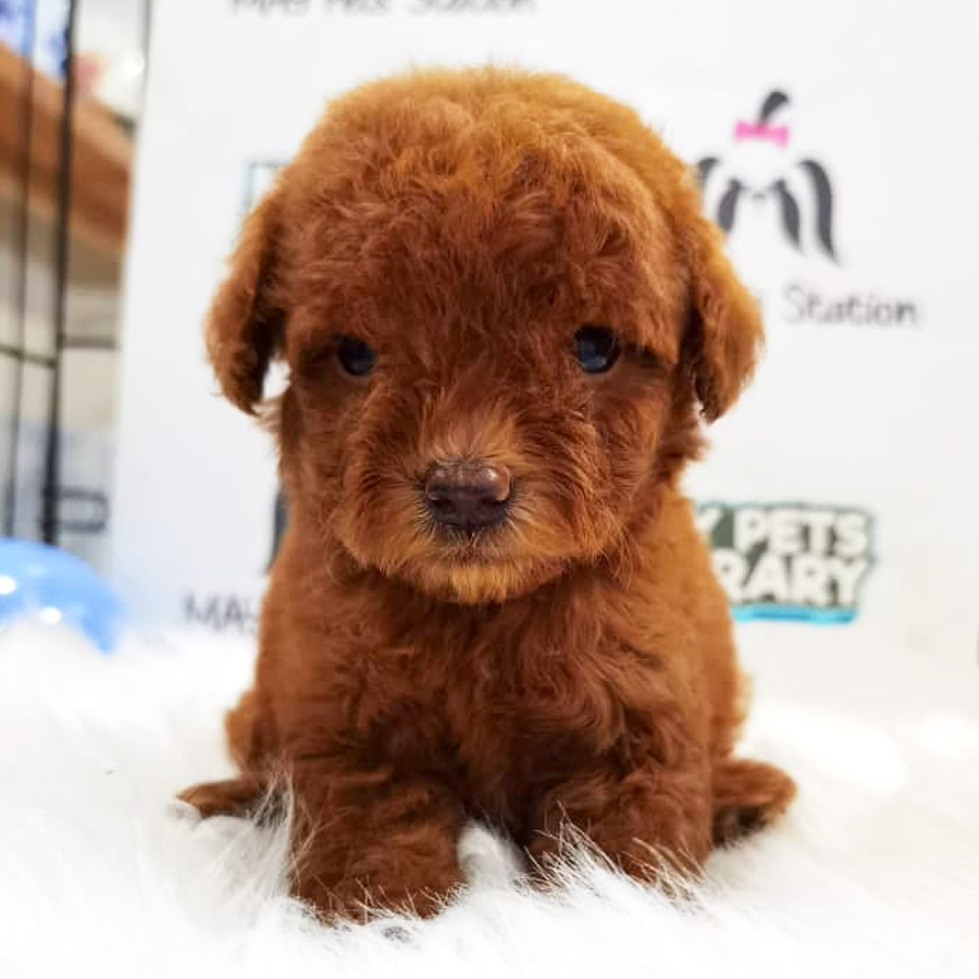 Toy Poodle Puppy (Male) For Sale