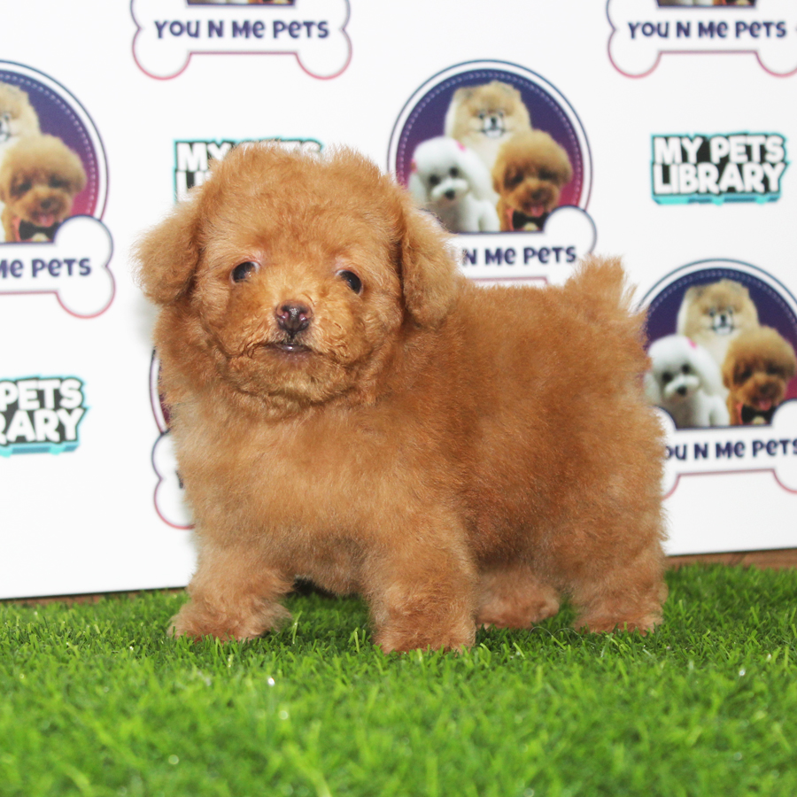 Tiny Poodle Puppy ( Male ) For Sale