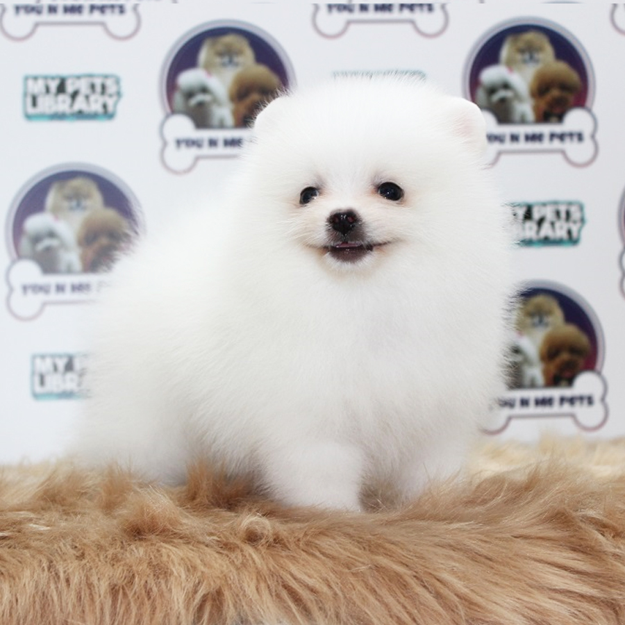 Pomeranian Puppy (Male) For Sale