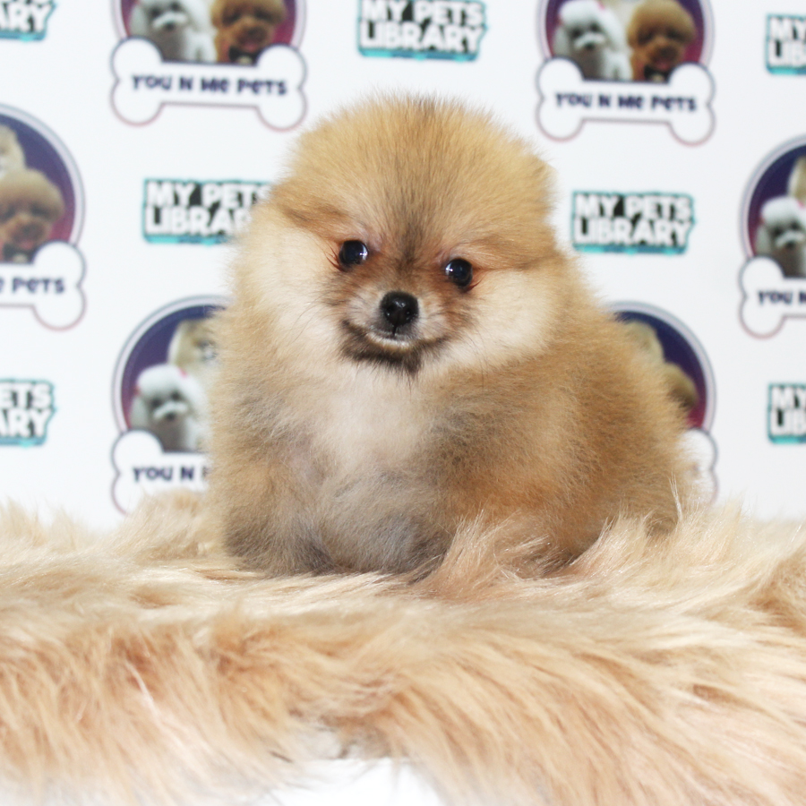 Pomeranian Puppy (Male) For Sale