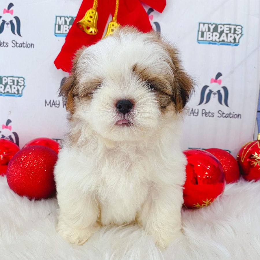 Shih Tzu Puppy (Female) For Sale