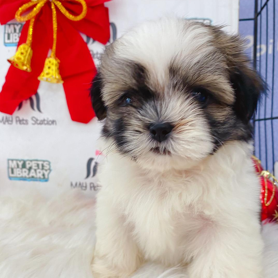 Shih Tzu Puppy (Female) For Sale