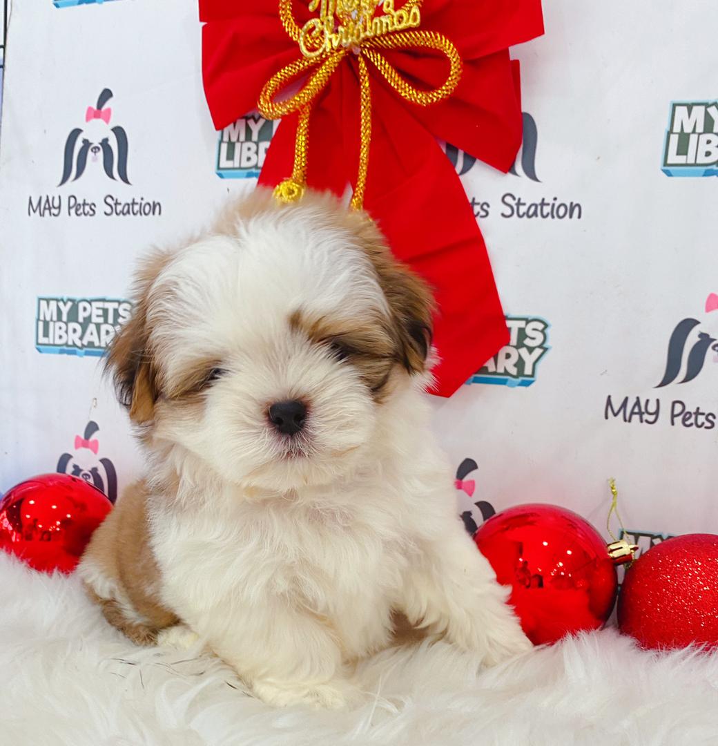 Shih Tzu Puppy (Female) For Sale