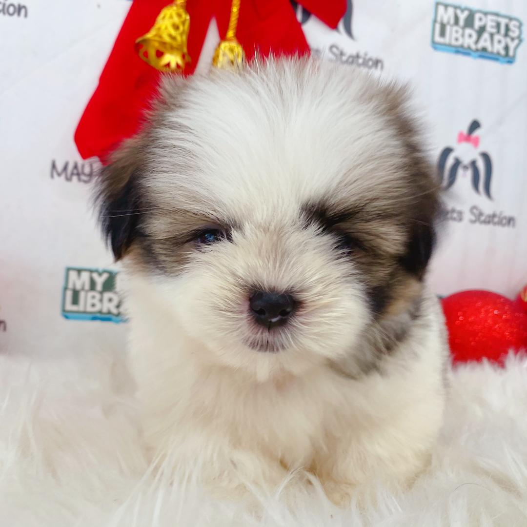 Shih Tzu Puppy (Male) For Sale