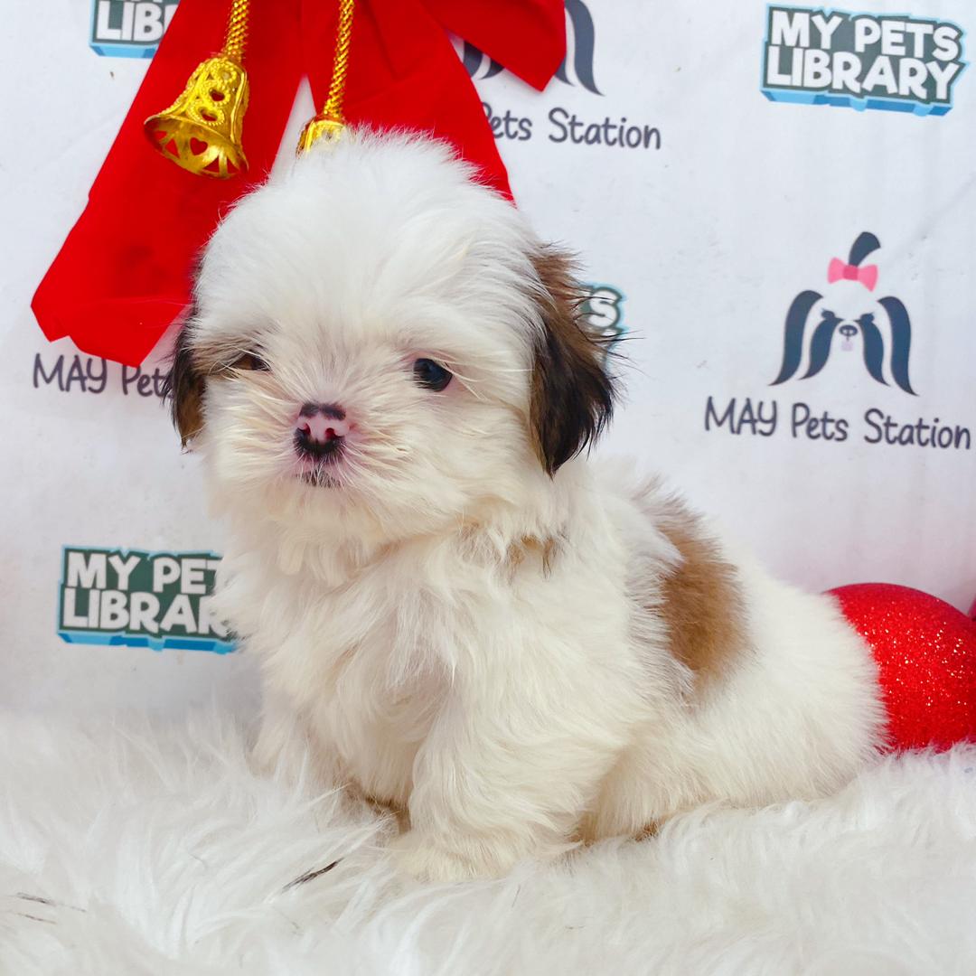 Shih Tzu Puppy (Male) For Sale