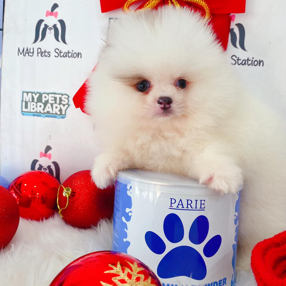 Tiny Pomeranian Puppy (Female) For Sale