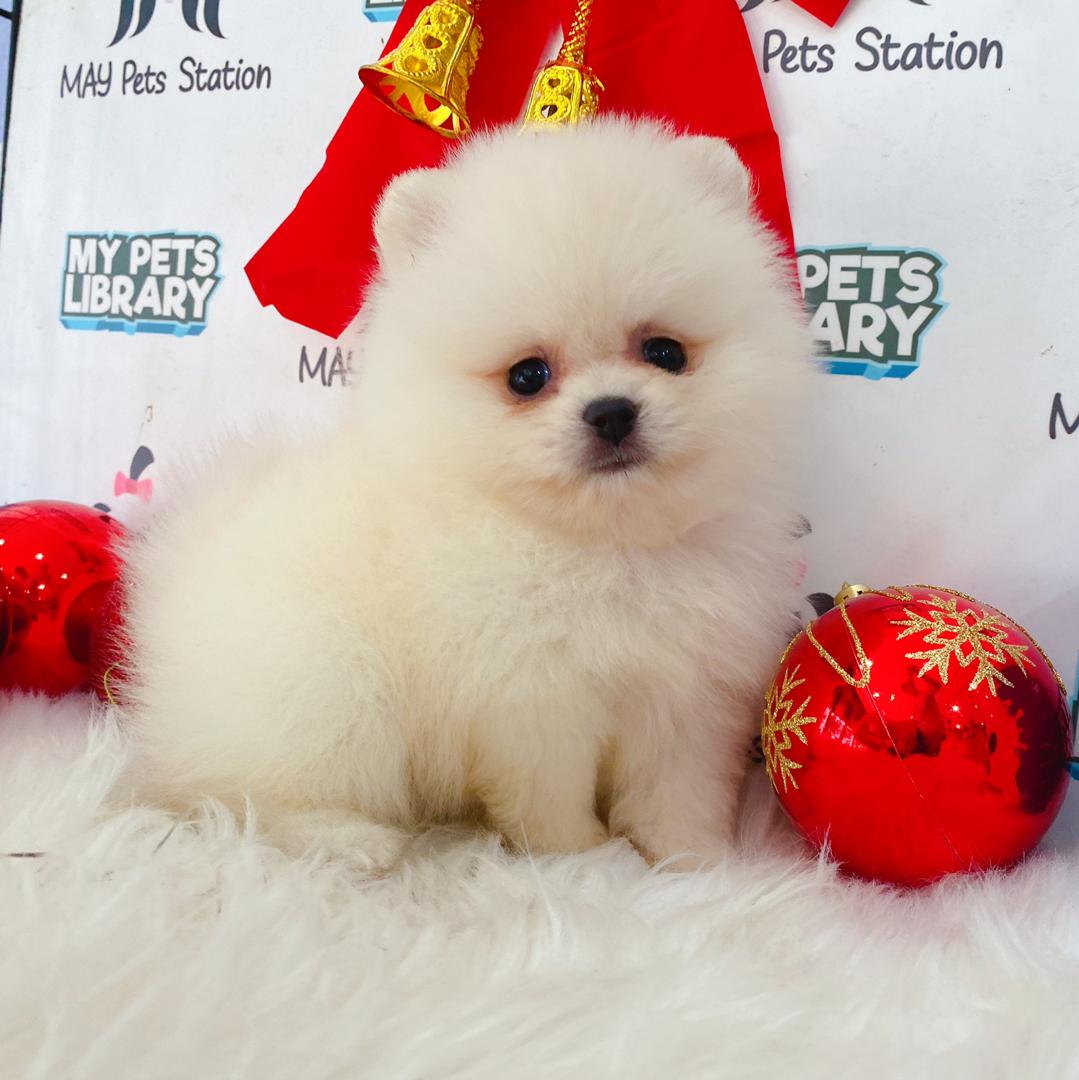 Tiny Pomeranian Puppy (Male) For Sale