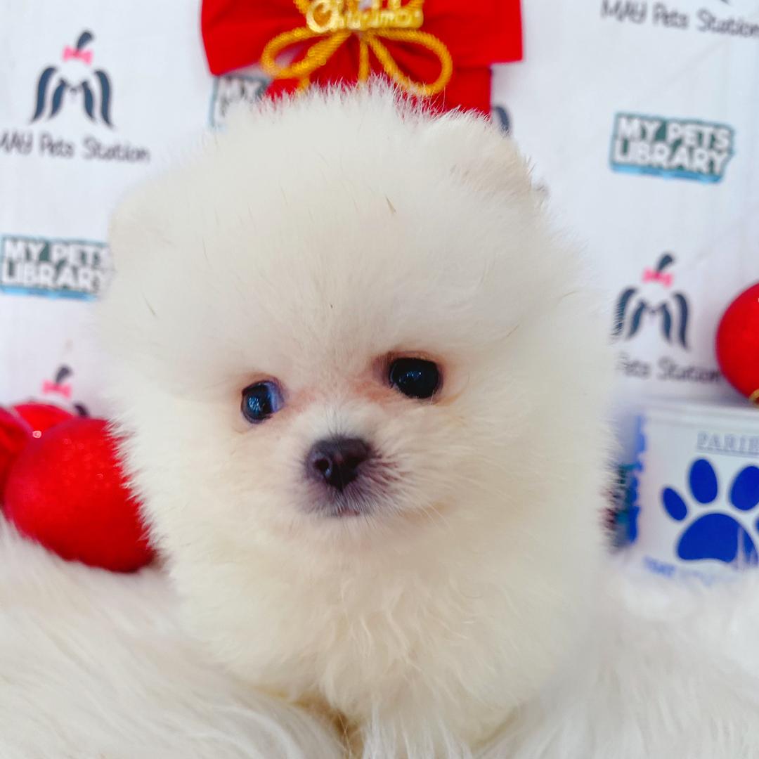 Tiny Pomeranian Puppy (Male) For Sale