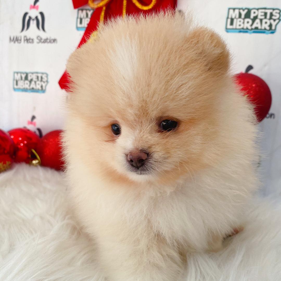 Tiny Pomeranian Puppy (Female) For Sale