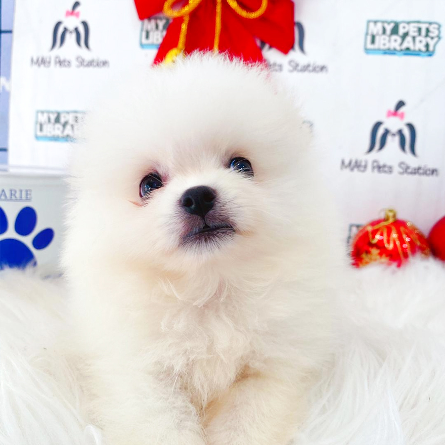 Tiny Pomeranian Puppy (Female) For Sale