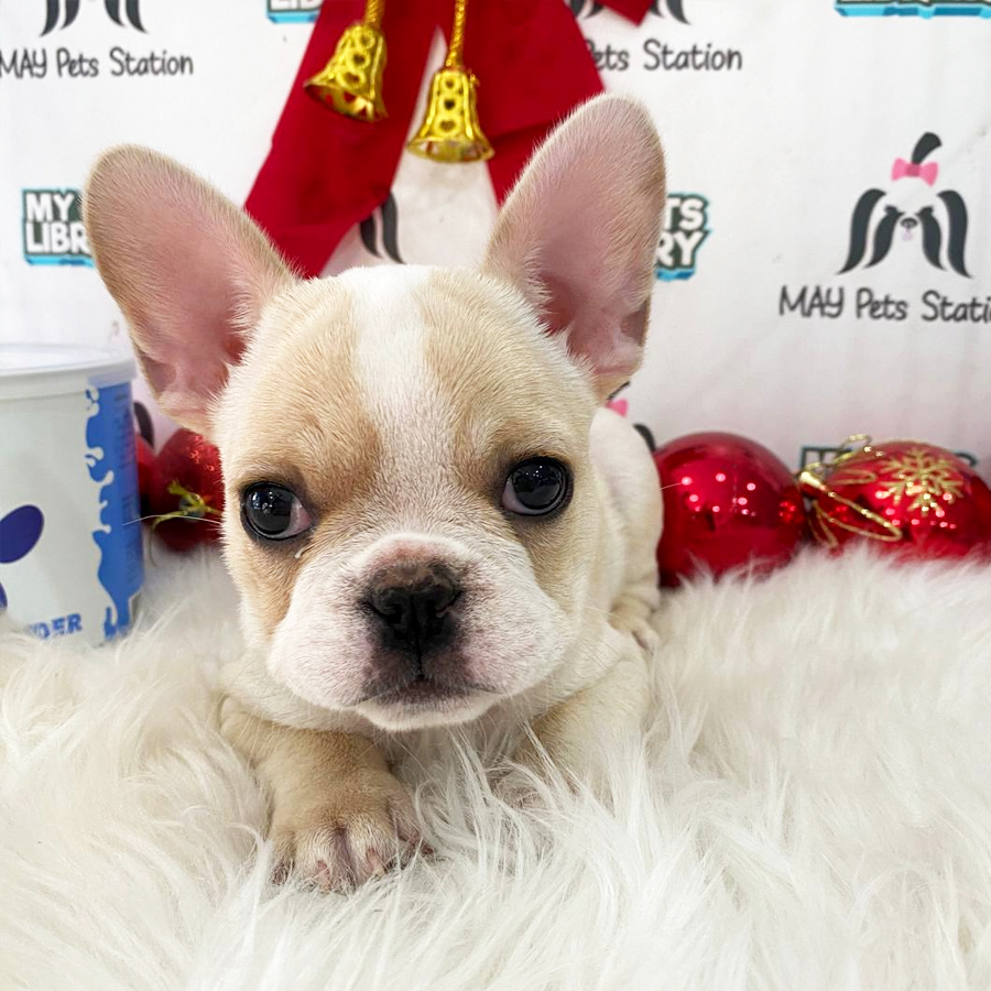 French Bulldog Puppy (Male) For Sale