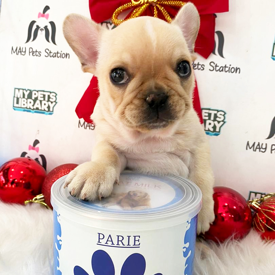 French Bulldog Puppy (Male) For Sale
