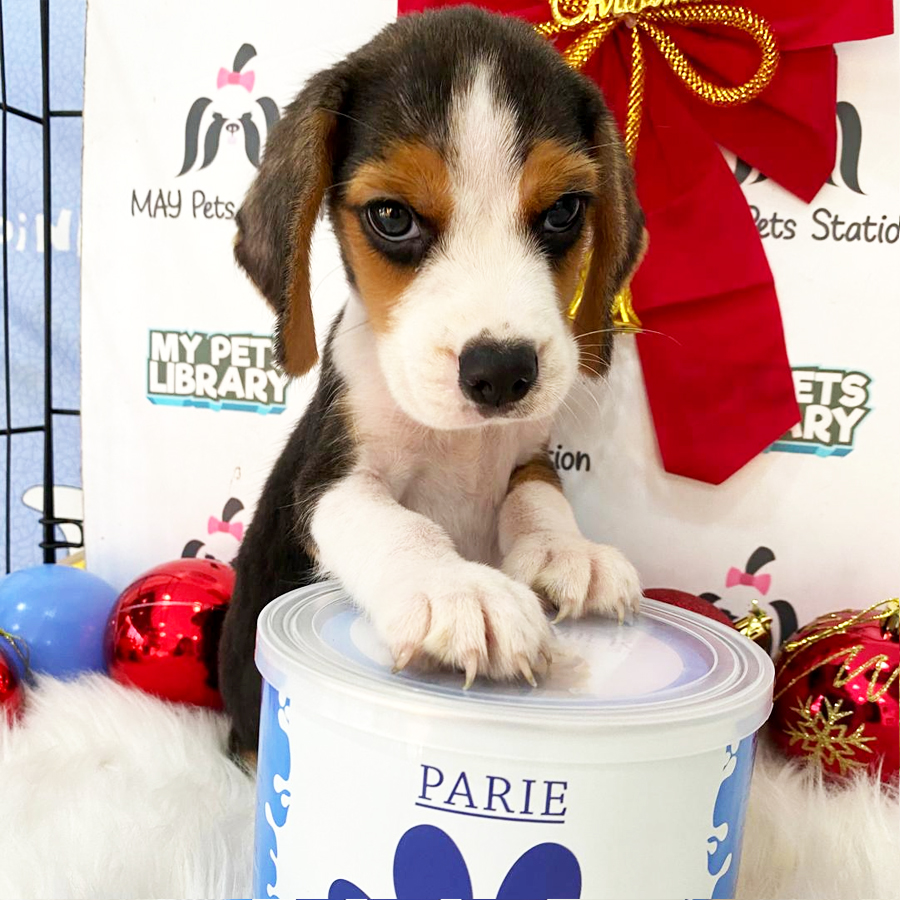 Beagle Puppy (Male) For Sale