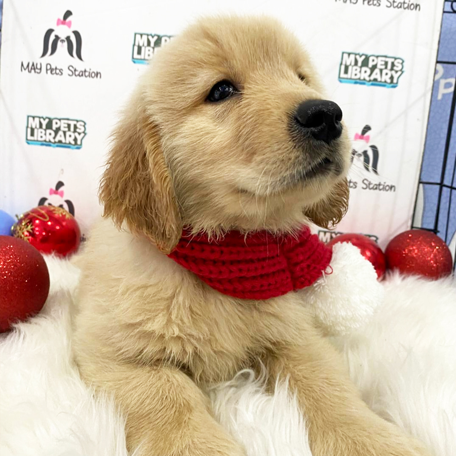 Big Bone Golden Retriever Puppy (Male) For Sale