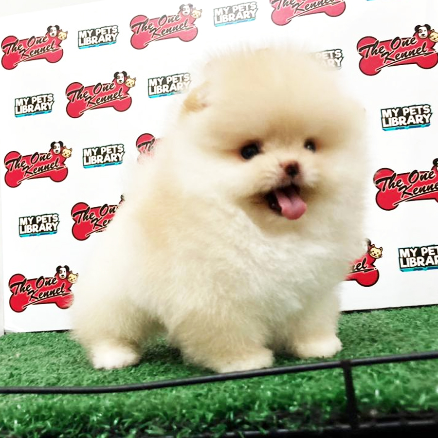 Pomeranian Puppy (Female) For Sale