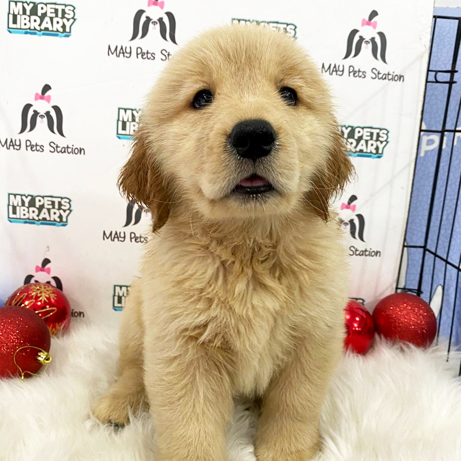Golden Retriever Puppy (Female) For Sale
