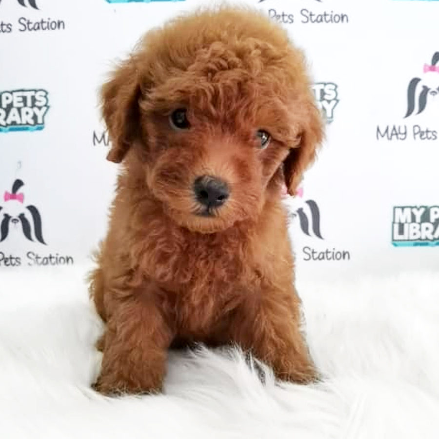 Toy Poodle Puppy (Male) For Sale