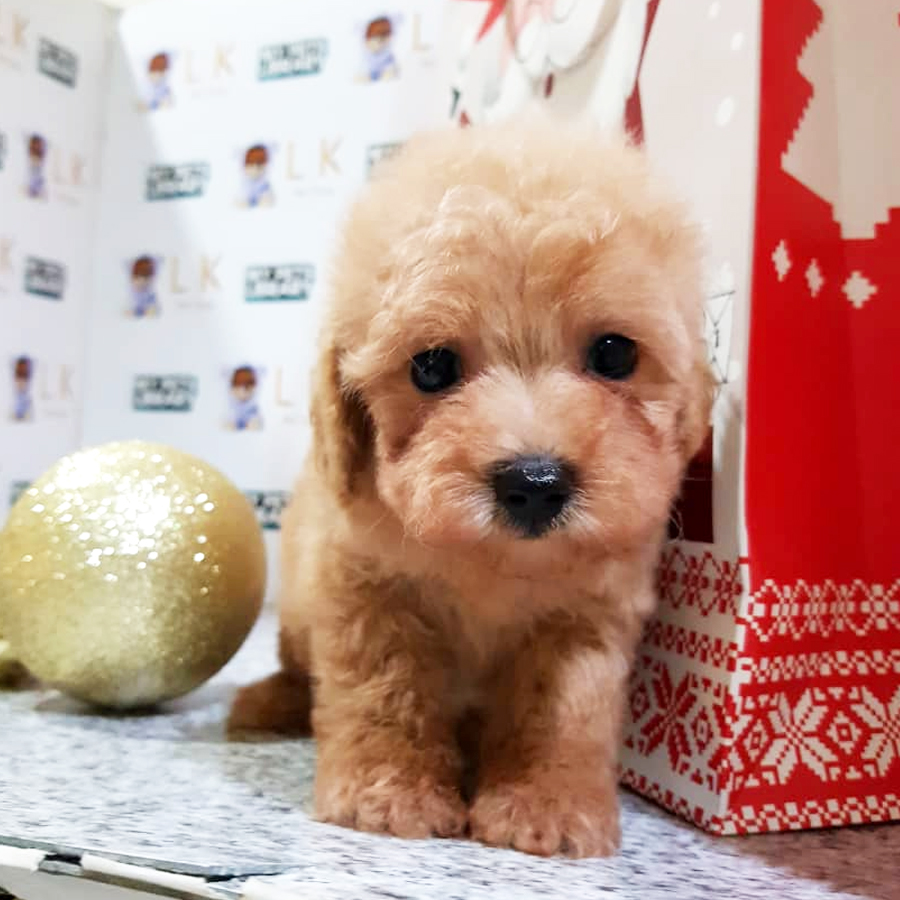 Toy Poodle Puppy (Male) For Sale