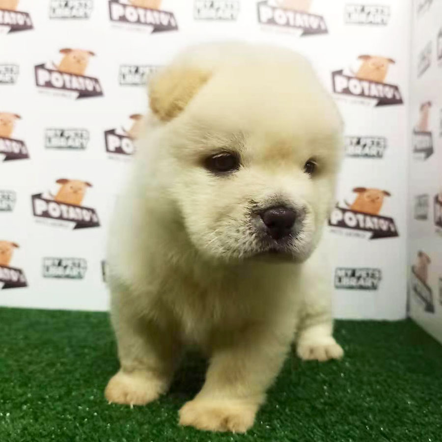 Chow Chow Puppy For Sale