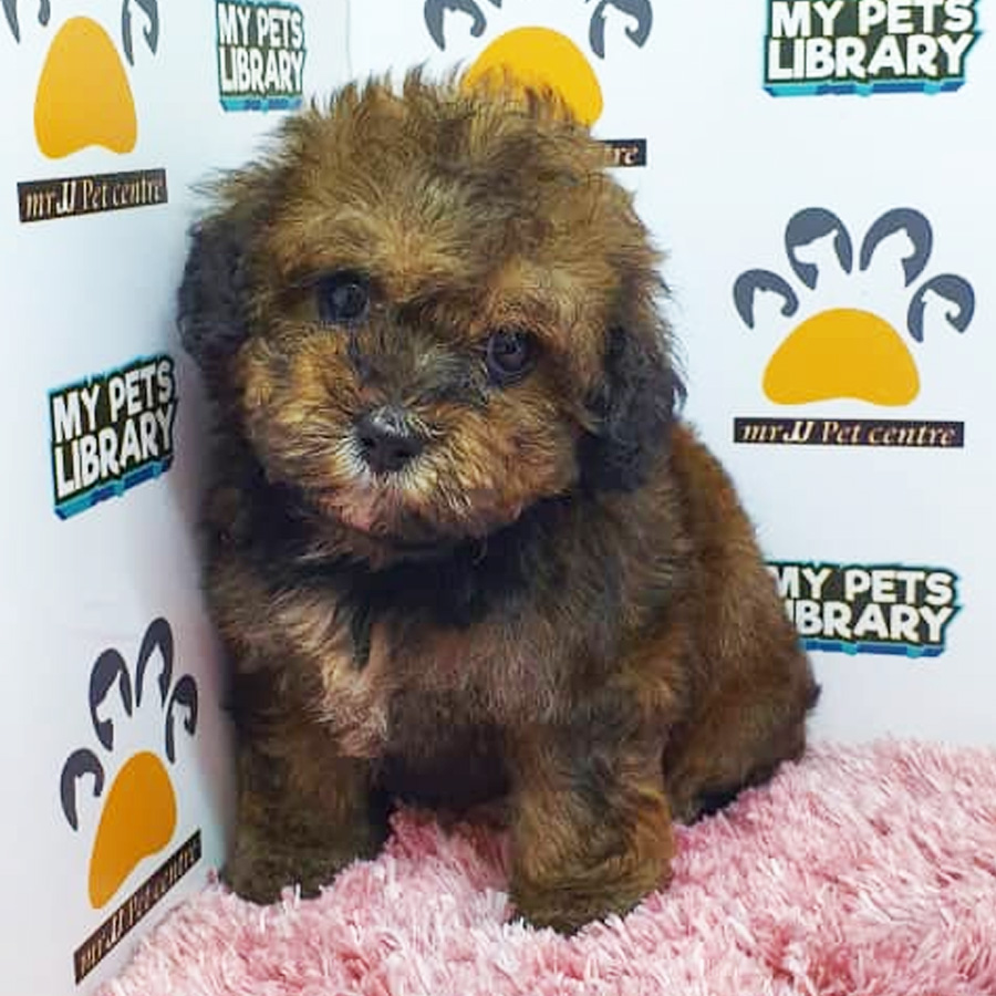 Shihpoo Puppy For Sale