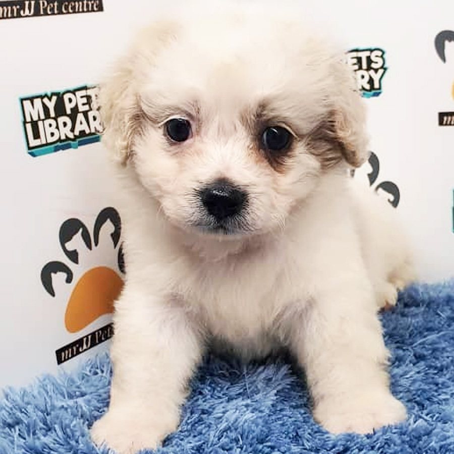 Shihpoo Puppy For Sale