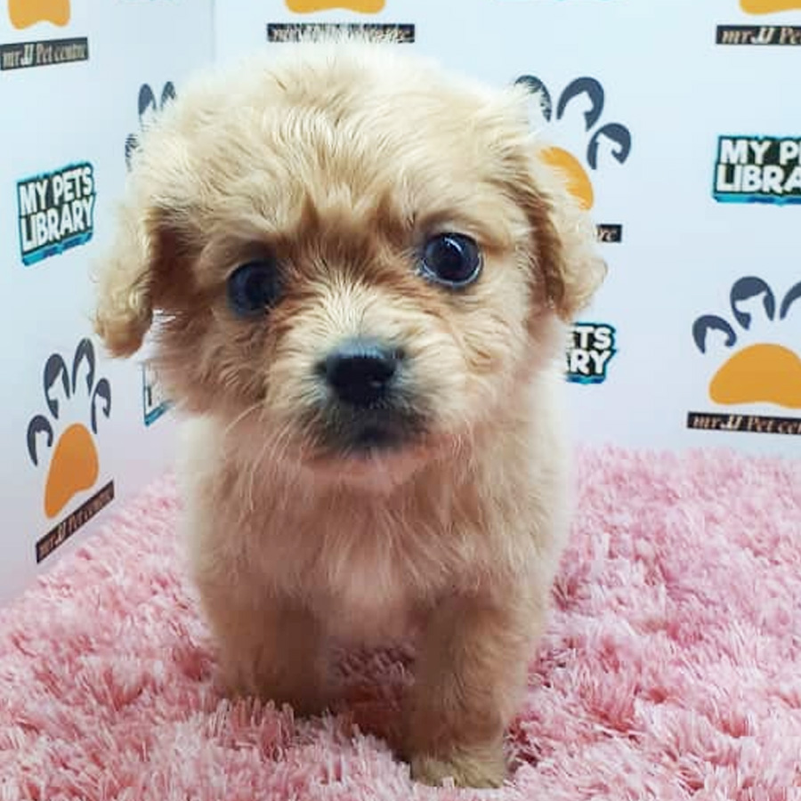 Shihpoo Puppy For Sale