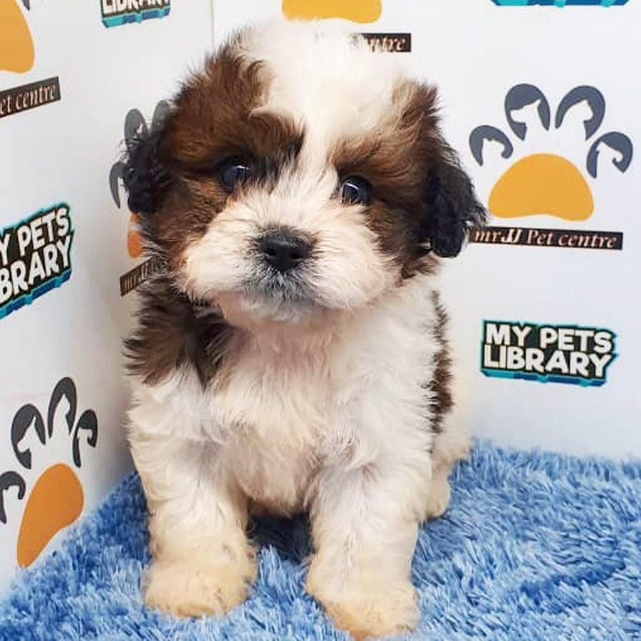 Shihpoo Puppy For Sale