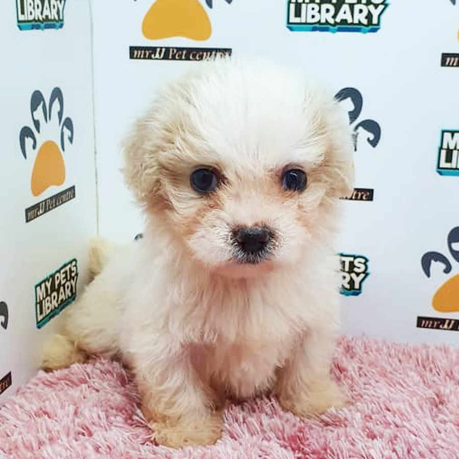 Shihpoo Puppy For Sale