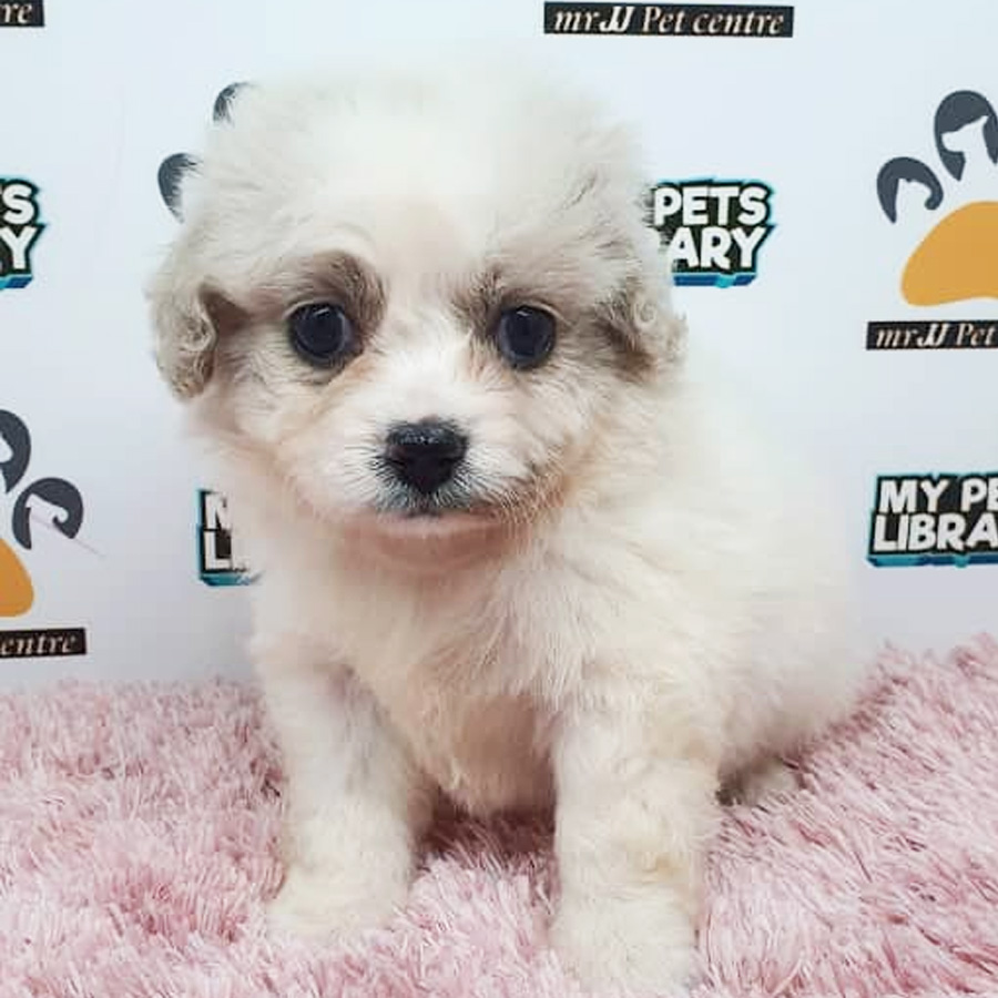Shihpoo Puppy For Sale
