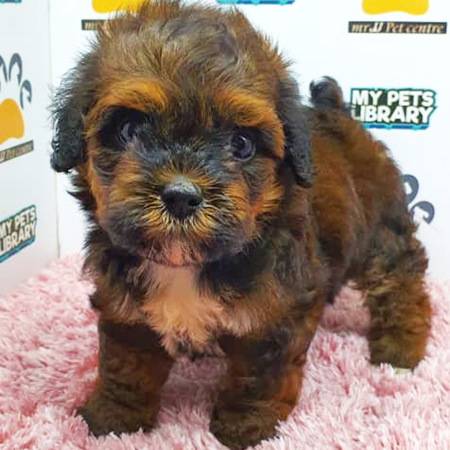 Shihpoo Puppy For Sale