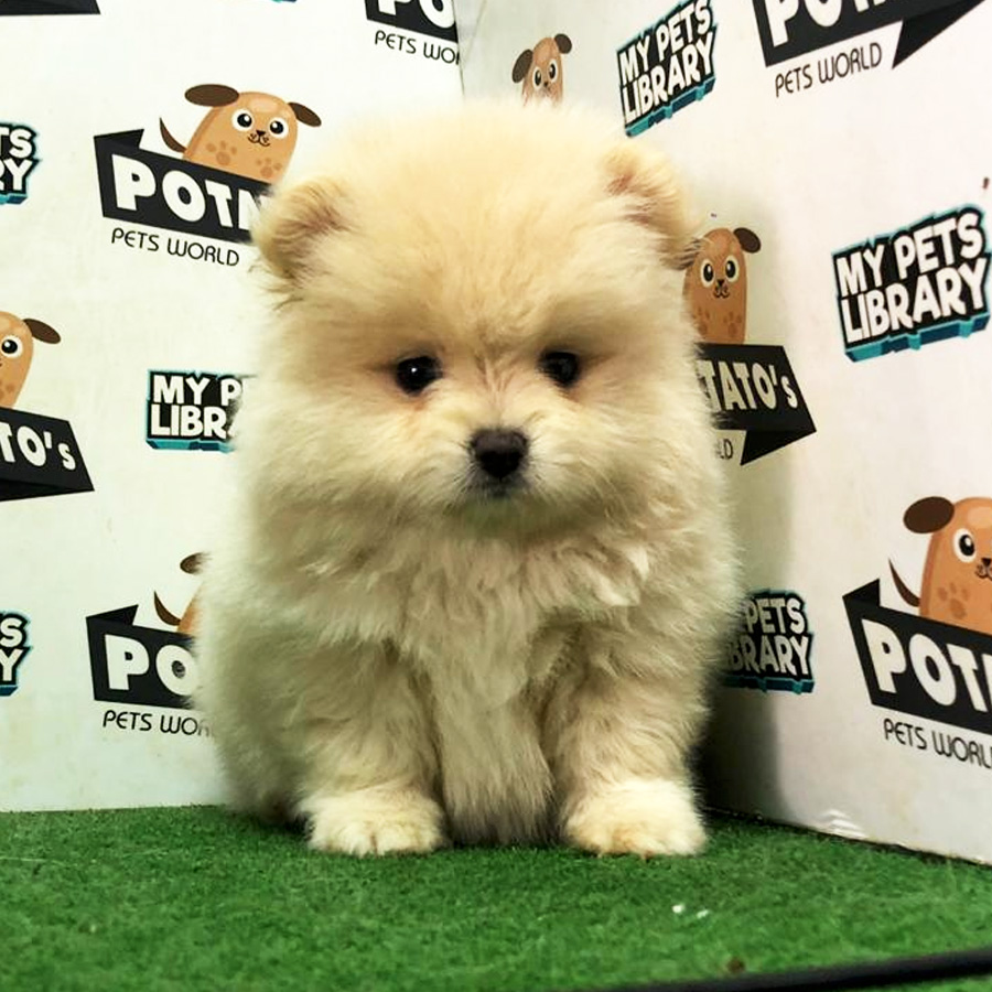 Pomeranian Puppy (Male) For Sale